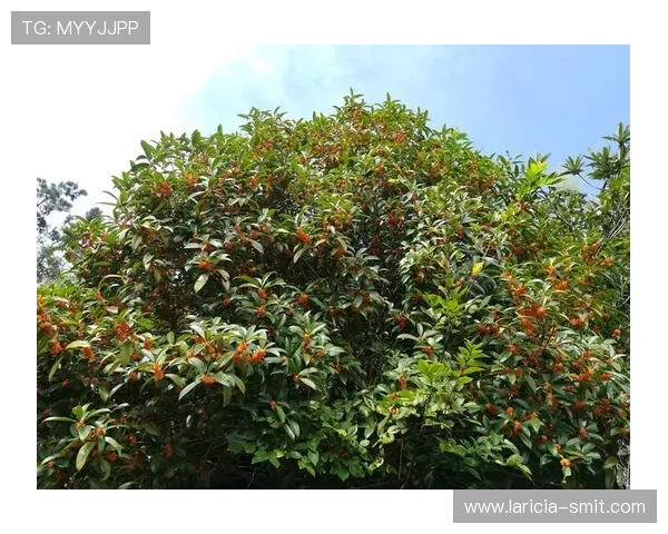 凯发手机版APP充值流程详解,快速便捷完成资金充值无忧无虑